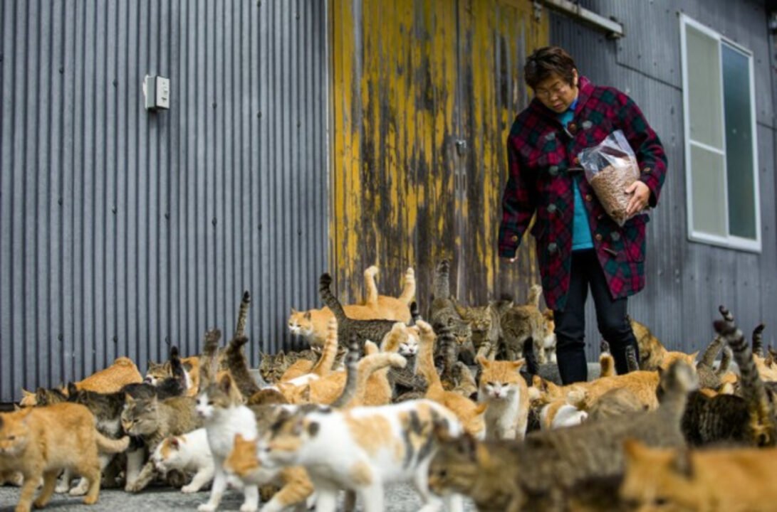 6 gatos para cada  morador conheça a Ilha dos gatos no Japão