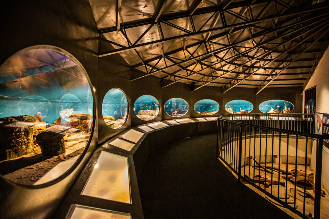 Maior Museu de História Natural da América Latina é inaugurado em Itatiba